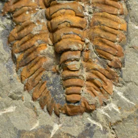 trilobit Hamatolenus vincenti