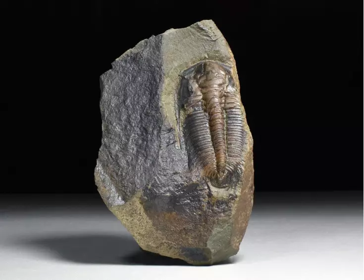 trilobit Rejkocephalus rotundatus