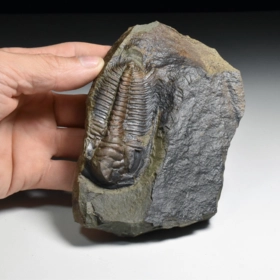 trilobit Rejkocephalus rotundatus