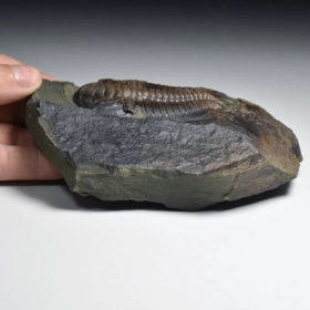 trilobit Rejkocephalus rotundatus