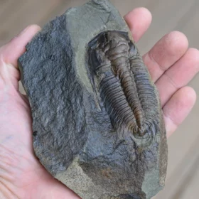 trilobit Rejkocephalus rotundatus