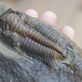 trilobit Rejkocephalus rotundatus