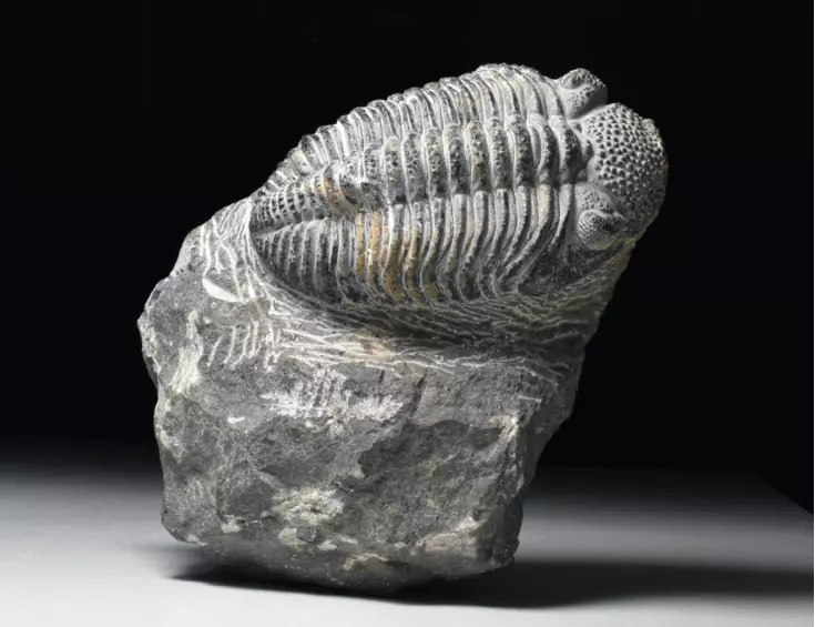 trilobit Drotops megalomanicus