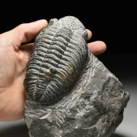 trilobit Drotops megalomanicus