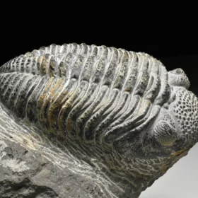 trilobit Drotops megalomanicus