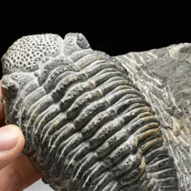 trilobit Drotops megalomanicus