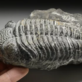 trilobit Drotops megalomanicus