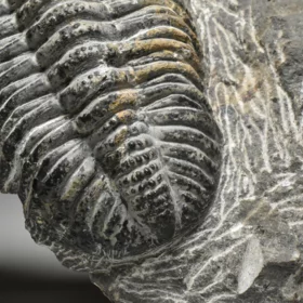 trilobit Drotops megalomanicus