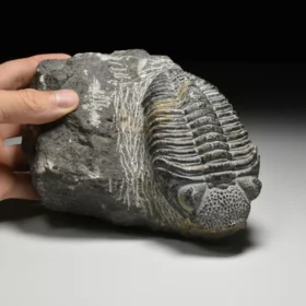 trilobit Drotops megalomanicus