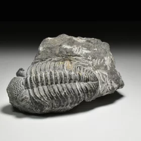 trilobit Drotops megalomanicus