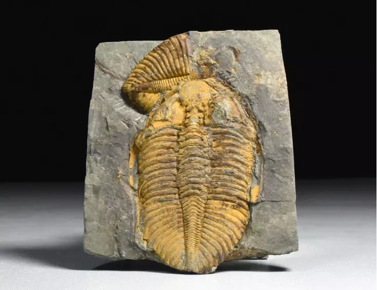 trilobit Coronocephalus jastrowi