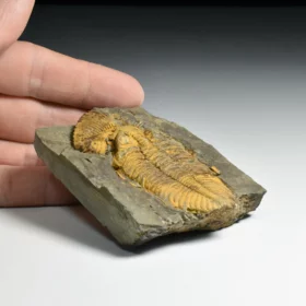 trilobit Coronocephalus jastrowi