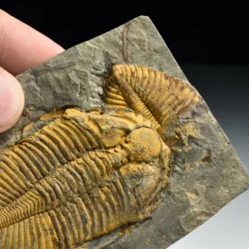 trilobit Coronocephalus jastrowi