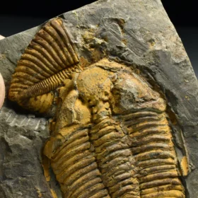 trilobit Coronocephalus jastrowi