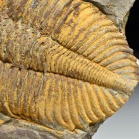 trilobit Coronocephalus jastrowi