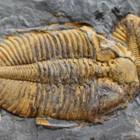 trilobit Coronocephalus jastrowi