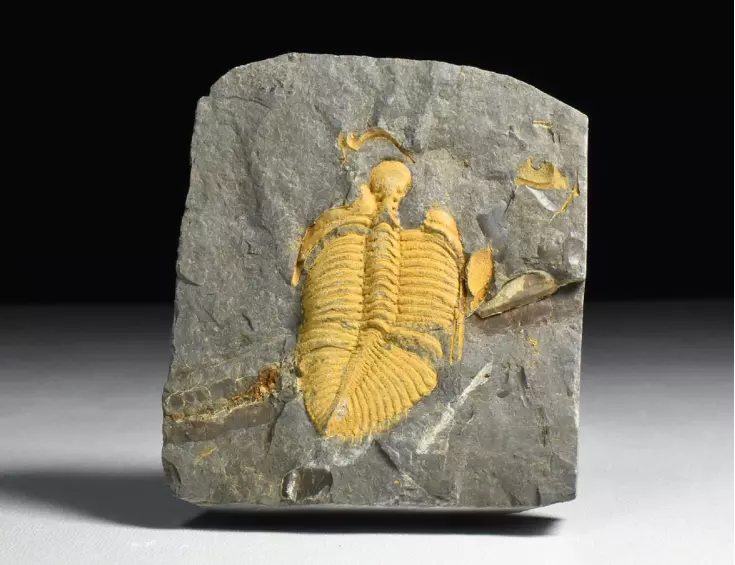 trilobit Coronocephalus jastrowi