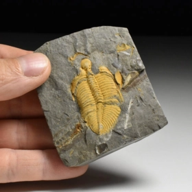 trilobit Coronocephalus jastrowi