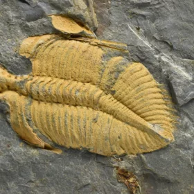 trilobit Coronocephalus jastrowi