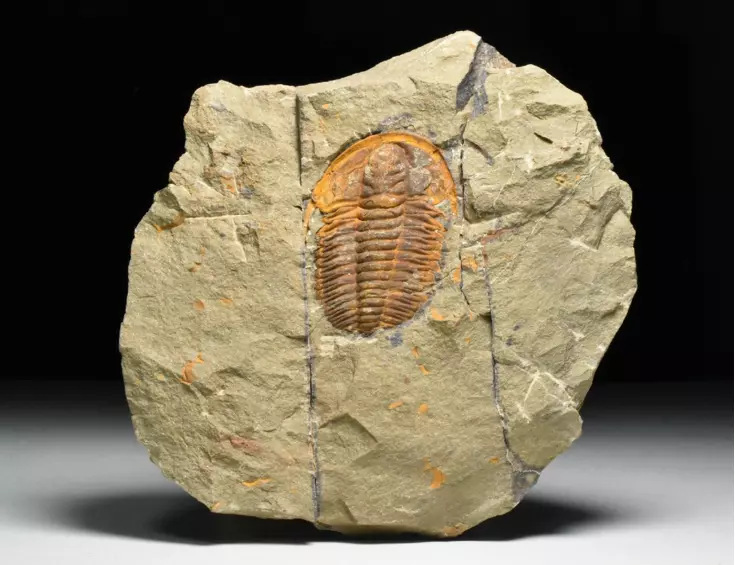 trilobit Hamatolenus vincenti