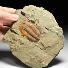 trilobit Hamatolenus vincenti