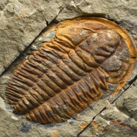 trilobit Hamatolenus vincenti