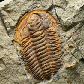 trilobit Hamatolenus vincenti