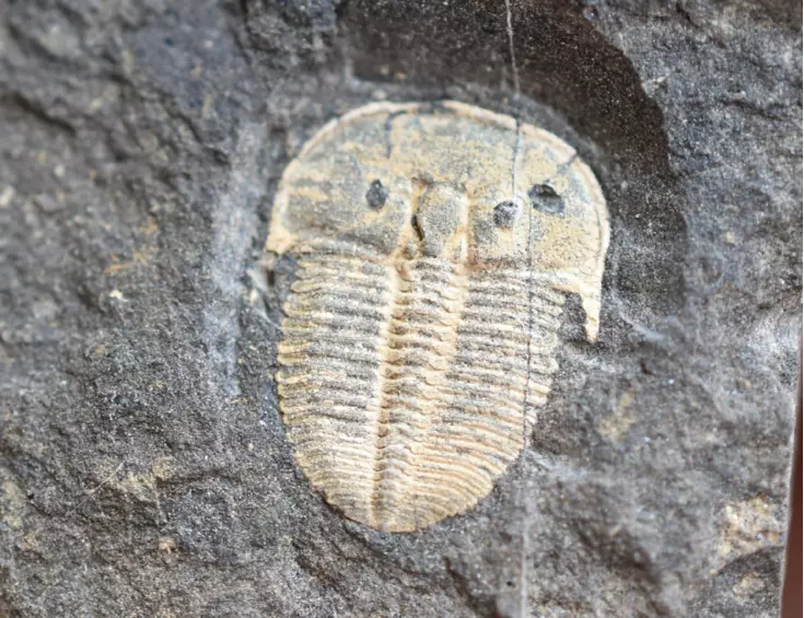 trilobit Aulacopleura konincki