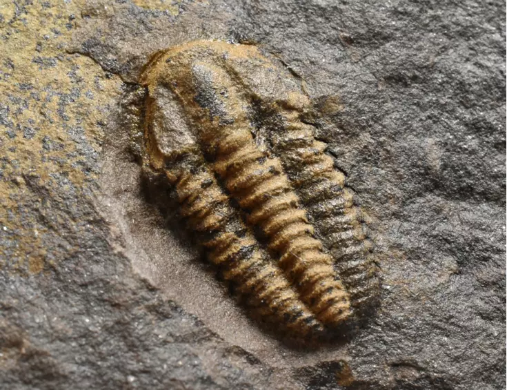 trilobit Acadolenus snajdri