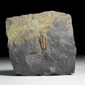 trilobit Acadolenus snajdri