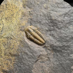 trilobit Acadolenus snajdri