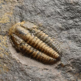 trilobit Acadolenus snajdri