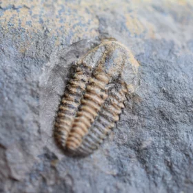 trilobit Acadolenus snajdri