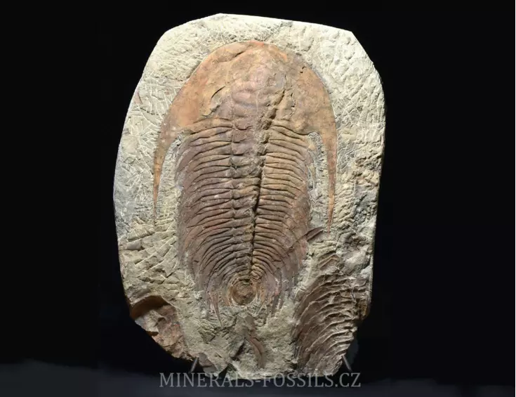 obří trilobit Acadoparadoxides