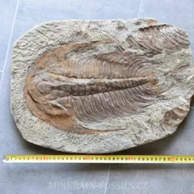 obří trilobit Acadoparadoxides