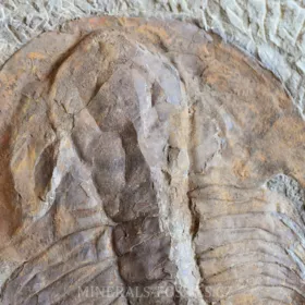 obří trilobit Acadoparadoxides