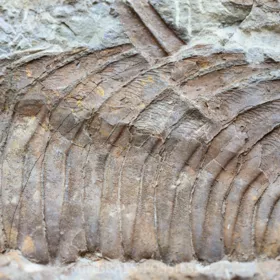 obří trilobit Acadoparadoxides