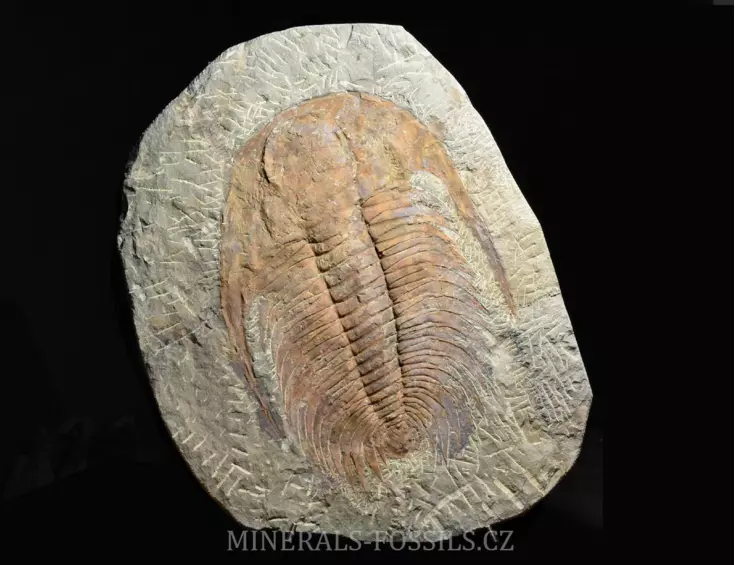 obří trilobit Acadoparadoxides