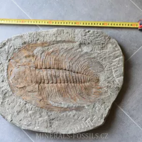 obří trilobit Acadoparadoxides