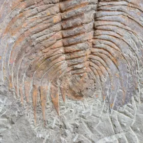 obří trilobit Acadoparadoxides