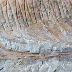 obří trilobit Acadoparadoxides