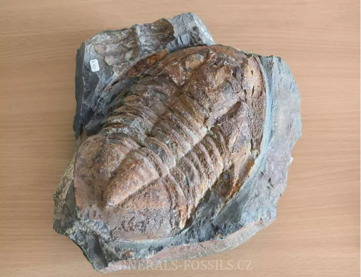 obří trilobit Asaphus sp.