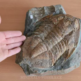 obří trilobit Asaphus sp.