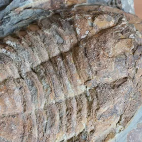 obří trilobit Asaphus sp.