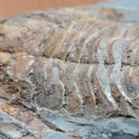 obří trilobit Asaphus sp.