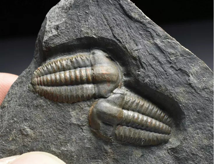 trilobit Ellipsocephalus hoffi