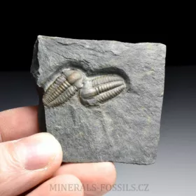 trilobit Ellipsocephalus hoffi