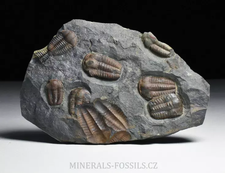 trilobit Ellipsocephalus hoffi