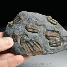 trilobit Ellipsocephalus hoffi