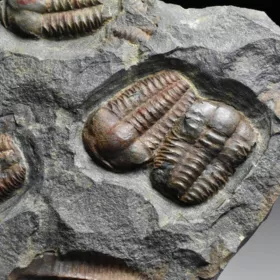 trilobit Ellipsocephalus hoffi